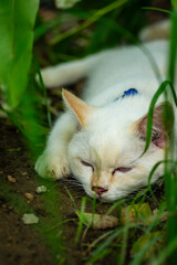 A white cat is sleeping comfortably in the grass.
