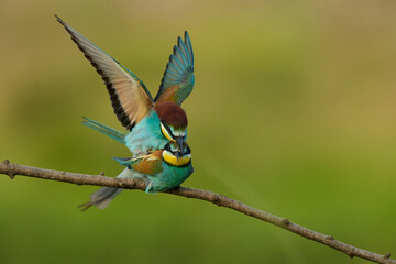 European bee-eaters mating on a branch with clean green background