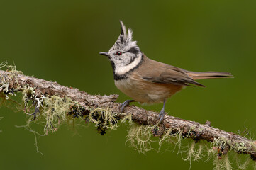 Crested tit perched on a lichen-covered branch with green background