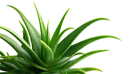 Fototapeta premium Aloe Vera's Natural Essence: An Aloe Vera plant displays vibrant green leaves with a glimpse of its healing properties, offering a sense of freshness and botanical beauty.