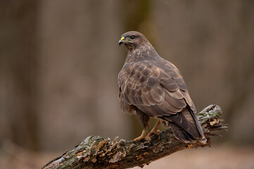 Common buzzard perched on a branch with neutral background