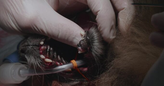 A veterinary surgeon performs a delicate laser surgery to remove an Epulis gum tumor in a dog's mouth, ensuring the health and well-being of the animal. Tumor removal in dogs.