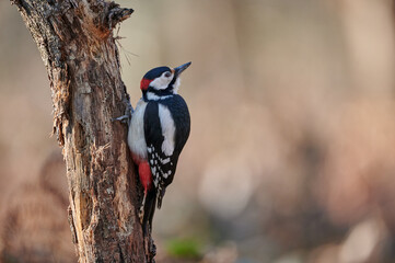 Great spotted woodpecker clinging to a tree trunk with soft background