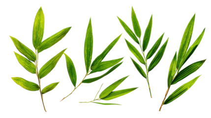Botanical Arrangement: An elegant array of vibrant green bamboo leaves gracefully arranged, creating a visually appealing, organic design with a serene and natural feel. 