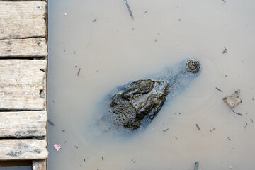 croc 