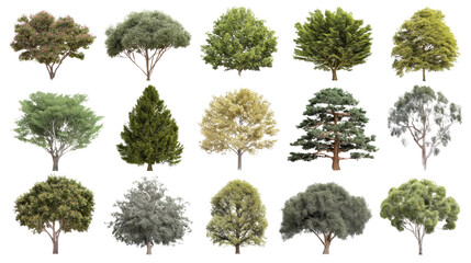 Collection of Diverse Trees: A varied assortment of trees in their full foliage, showcasing the beauty and diversity of arboreal life.