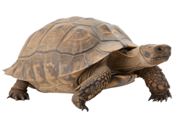 Big Turtle Isolated on Transparent Background
