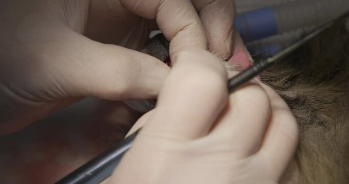 Skilled veterinary surgeon meticulously removes an epulis tumor from a dog's gum using a precise laser scalpel, ensuring the animal's well-being and oral health.