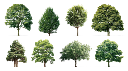 Diverse Tree Collection: A curated array of trees showcases the variety of nature, with different species and foliage, providing a vibrant perspective on natural world.