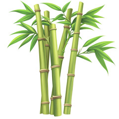 Bamboo Stalks Nisolated on a transparent background