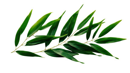 Fototapeta premium Green Bamboo Branch: A single, vibrant green bamboo branch with long, slender leaves extends gracefully against a white background, capturing the beauty of nature's simple elegance. 