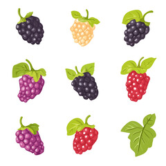 My Simple flat 2D illustration of colorful mulberries set isolated on a transparent background, vector, flat design, animation design, simple flat 2D icon, clipart