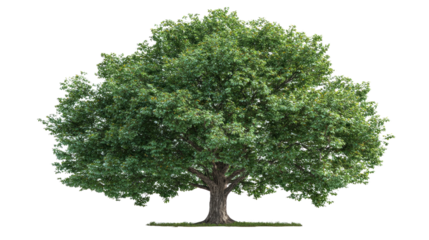  Majestic Tree of Life: A symbol of strength and resilience, a towering oak tree, its verdant leaves embracing the sky, stands as a testament to the enduring beauty of nature.