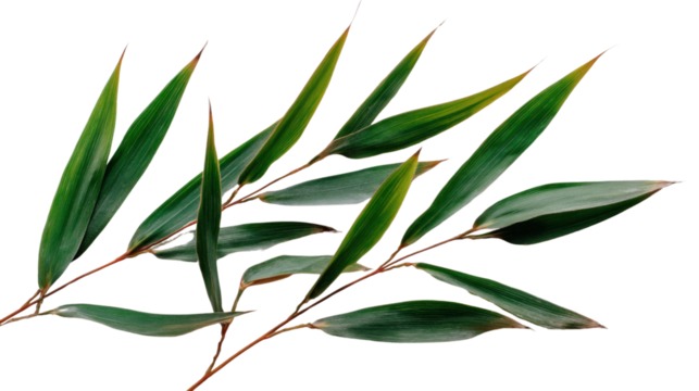 Whisper of the Wind: A delicate sprig of bamboo leaves, gracefully arranged, evokes a sense of calm and natural serenity. The verdant foliage whispers tales of the wild.