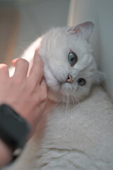 Charming White British Shorthair Cat with Blue Eyes