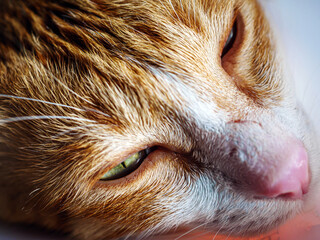 Close-up of Sick orange cat wearing a protective plastic collar cone