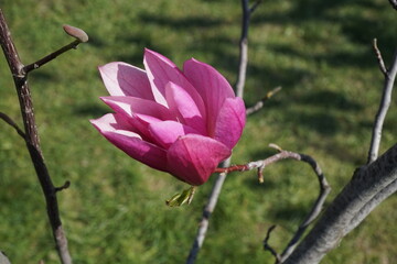 Blooming pink magnolias in the spring park