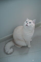 Charming White British Shorthair Cat with Blue Eyes