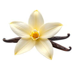 Single Vanilla Flower with Realistic Texture and Natural Detail, Isolated Cutout Transparent Background PNG