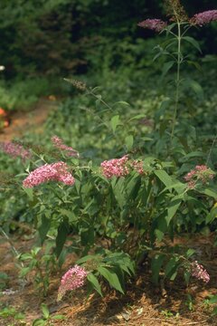 Buddleia davidii  &lsquo;Pink Delight&rsquo; - Butterfly Bush
