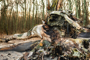 Sandy beach features weathered driftwood pieces scattered along the shore framed by tall trees under a warm sunset glow creating a serene and natural setting