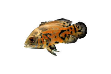 Oscar Fish Png