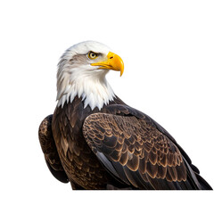 Obraz premium Powerful Bald Eagle in Profile View with Detailed Feathers, Isolated Cutout Transparent Background PNG