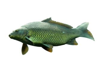 Common Carp Fish Png