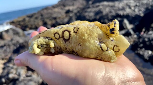 Aplysia dactylomela or Spotted sea hare big slug on a hand in Tenerife,Canary Islands,Spain,4K video.

