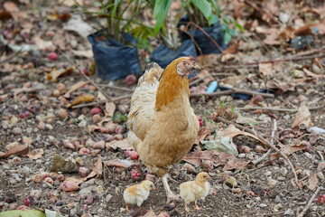 Hen and chicks walking on field