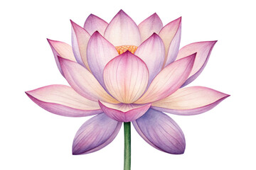 lotus flower isolated on white