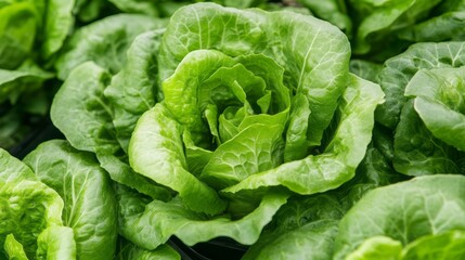 Obraz premium Fresh Green Lettuce Leaves with Crisp Texture in a Vibrant Garden Setting