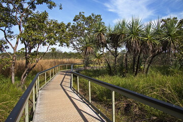 Obraz premium Board walk to Magnetic Termite Mounds in Litchfield National Park, Northern Territory, Australia 