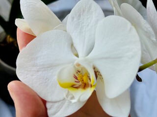 white orchid flower	
