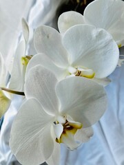 white orchid flower	
