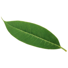 Obraz premium leaves isolate on white background. Selective focus. Nature.