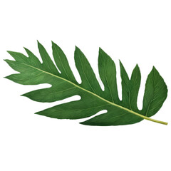 leaves isolate on white background. Selective focus. Nature.