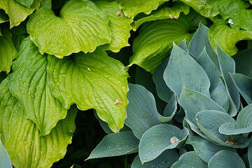 Two species of growing hosta ( hosta ovata and Blue Cadet) in close-up after rain