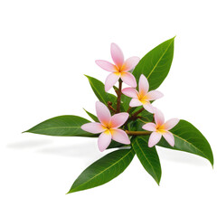Plumeria flower isolate on white background. Selective focus. nature.