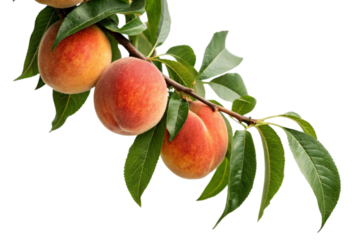 peaches on a branch