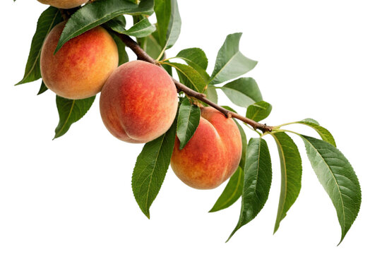 peaches on a branch