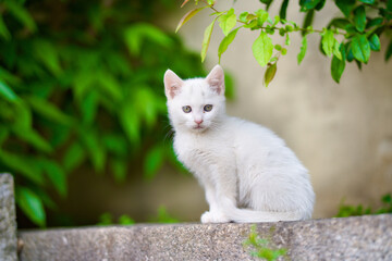 5月、すくすく育つ白い仔猫
