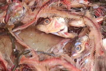 Sardine Trash Waste Close Up