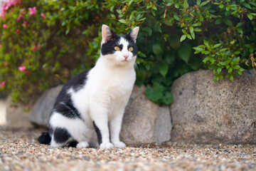 5月、リラックスする野良猫