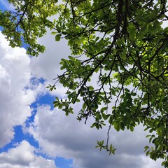 sky and tree