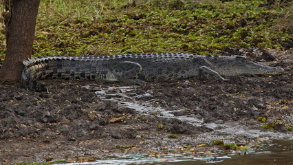 Crocodile in Northern Territory, Australia 
