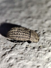 black beetle on the ground