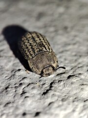 beetle on the ground