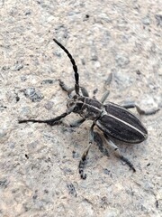 stag beetle on the ground