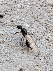 mosquito sucking blood